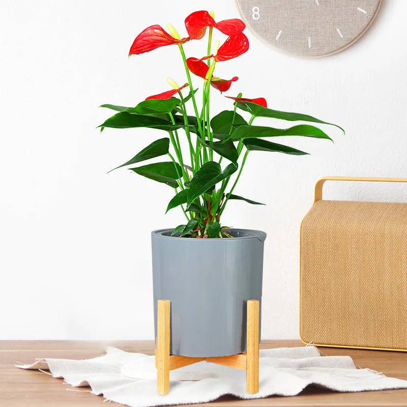 Modern Gray Plastic Plant Pot Stand with Wood Rack-M