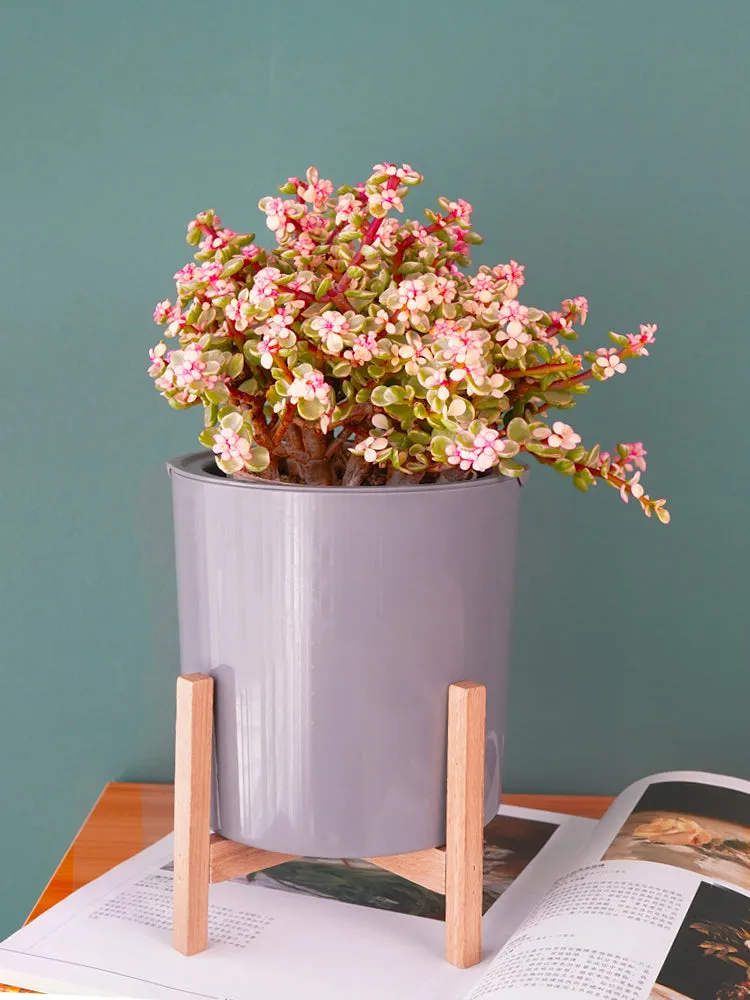 Modern Gray Plastic Plant Pot Stand with Wood Rack-M