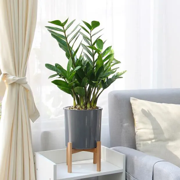 Modern Gray Plastic Plant Pot Stand with Wood Rack-M